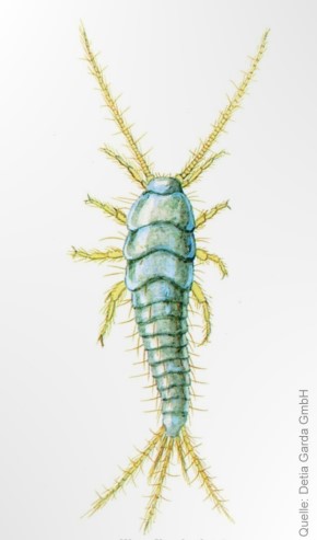 silberfischchen-k.jpg